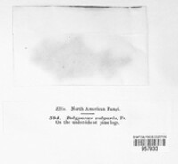 Polyporus vulgaris image